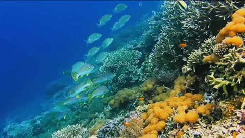 10 Best places to visit in Indonesia -Travel video