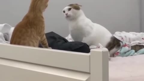 Crazy funny cat viral clip