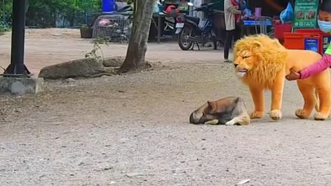 Funny Animal Video