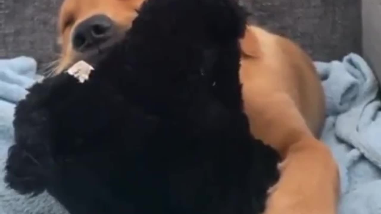 Adorable Puppy Wants To Sleep with its Toy