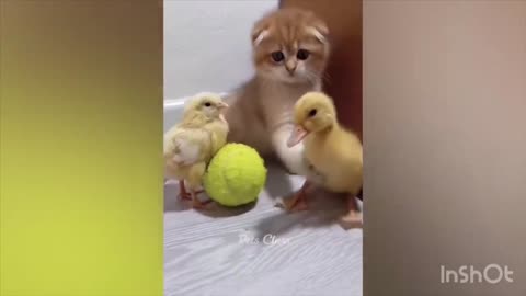 Cat and ducks 😂