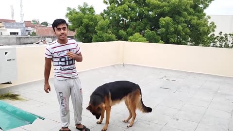 DOG 🐕 TURNING super 👌 👍