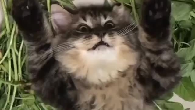 Fun cat to world