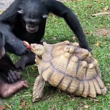 Tortoise and Gorilla caring. Gorilla sharing their Apple with Tortoise