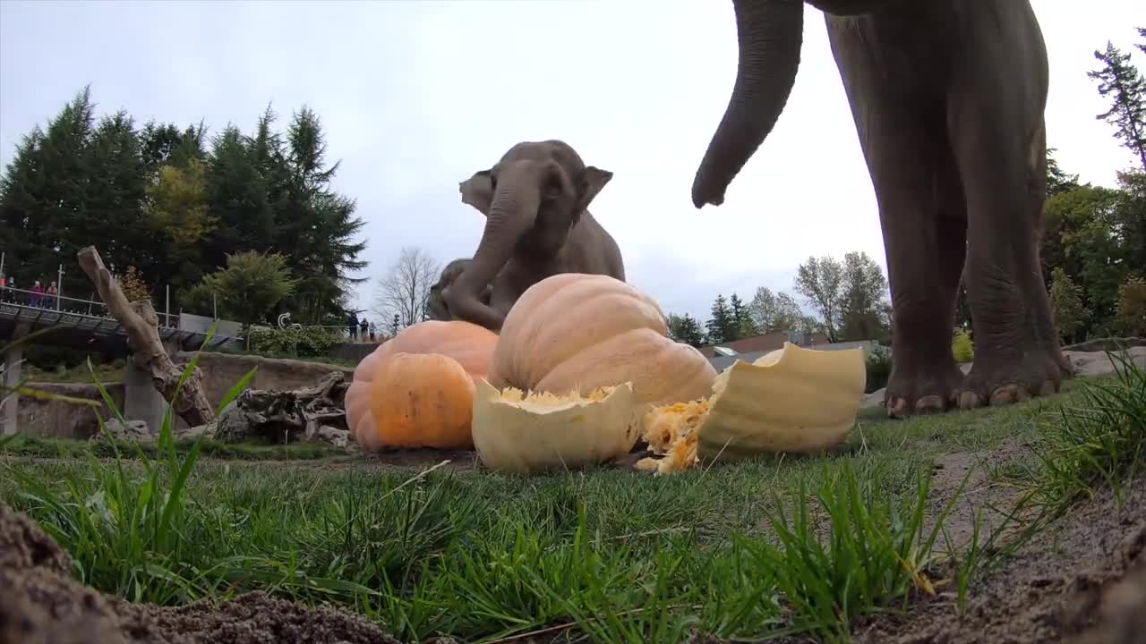 Elephant Smash Giant Pumpkinslovely