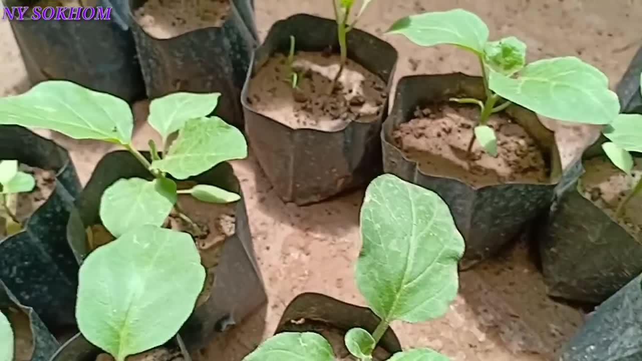 How to grow eggplant from seed. Easiest way possible!