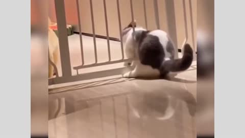 funny cat videos 6