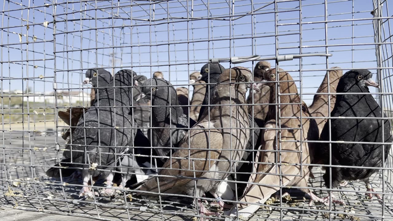 #CaliforniaSpinners #birminghamRollers 2023