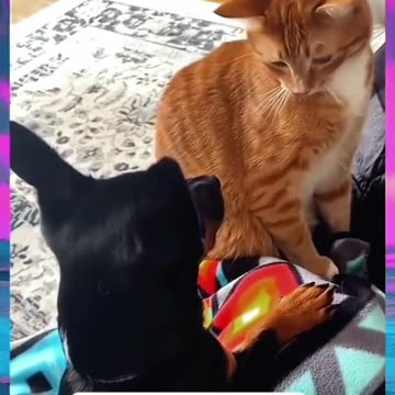 Dog slapped by Orange Cat