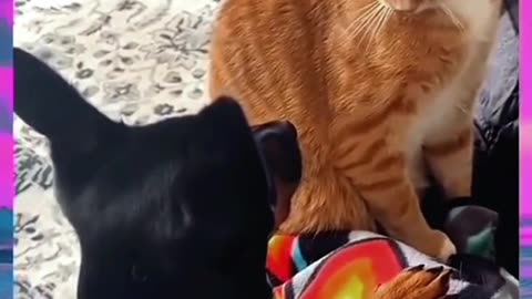 Dog slapped by Orange Cat