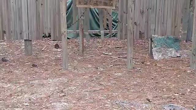 tomahawk throw test video