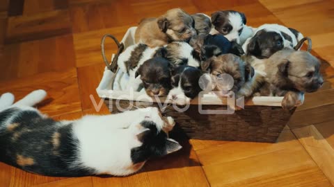 A box of cute Little puppies on the floor.