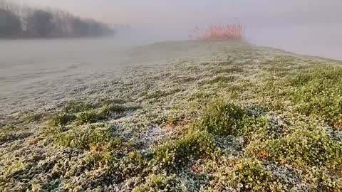 wetland