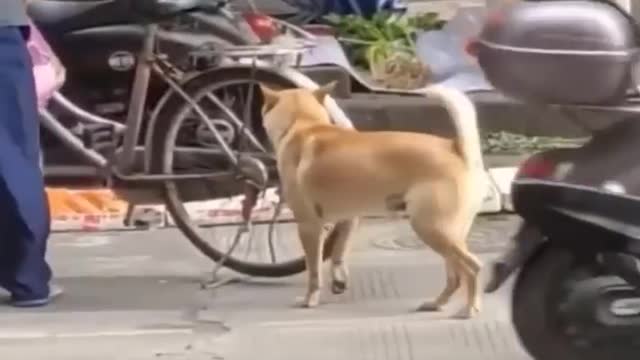 Paws-itively Hilarious: A Compilation of the Funniest Dog and Cat Videos | funny animals