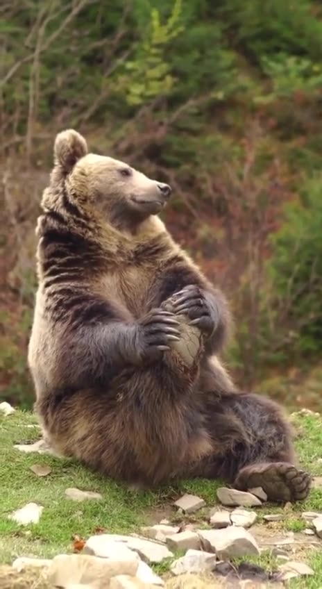 Watch a Majestic Bear Feast on its Favorite Meal in the Forest