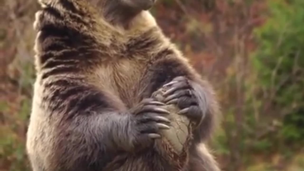 Watch a Majestic Bear Feast on its Favorite Meal in the Forest