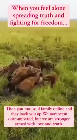 WHEN YOU FEEL 😥ALONE SPREADING TRUTH & FIGHTING 4 FREEDOM THEN YOU 🤷‍♀️FIND YOUR SOUL FAMILY ONLINE