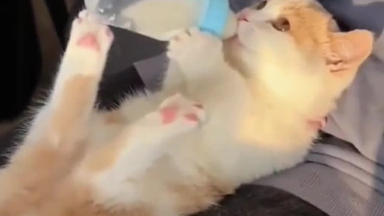 CAT FUNNY MOMENTS