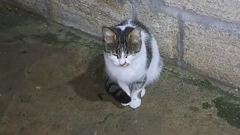 A stray cat shot a kitten