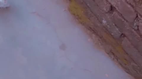 Cat Playing With Ball🐱❤️
