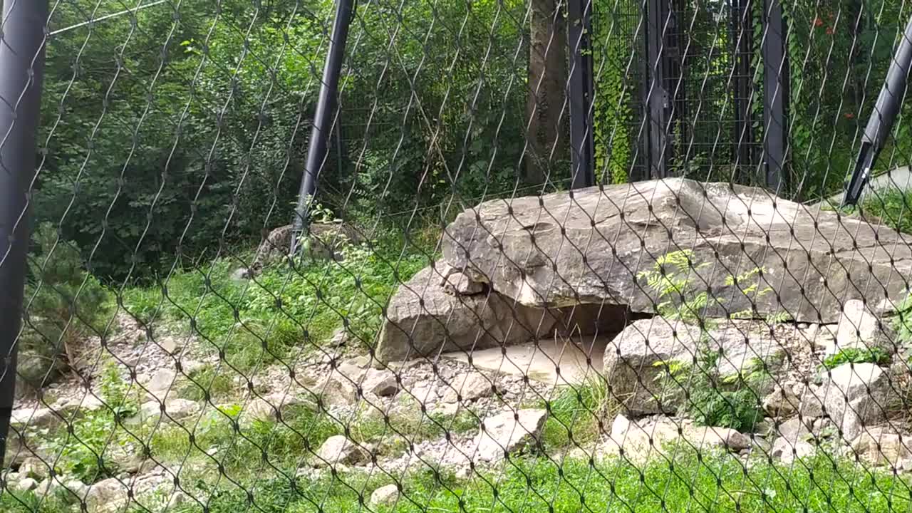 Schneeleopard (snow leopard) in der Wilhelma in Stuttgart wunderschönes Tier