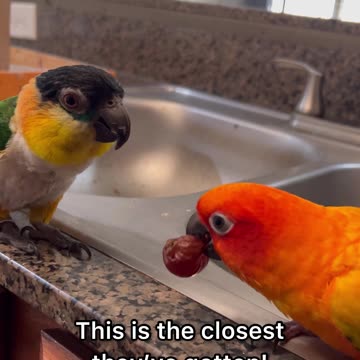 My birds are enemies but they attempt to each together