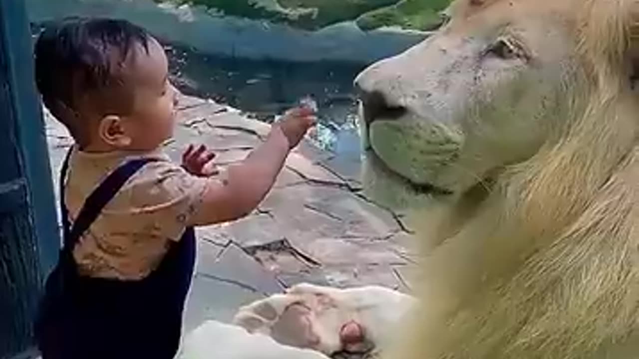 Lion VS kid