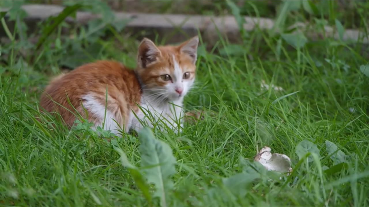 Cat playing and chilling