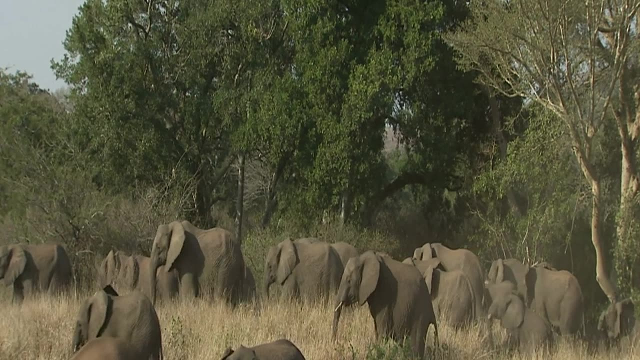 AFRICAN ELEPHANT