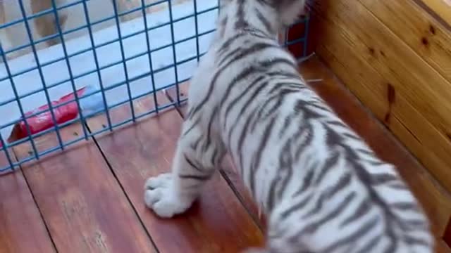 The tiger