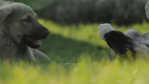 Dogs playing in the grass