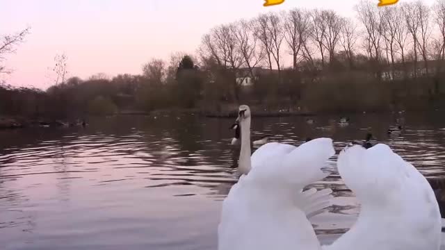 Duck 🦆 video | Cartoon animals 😇 | #animals | #shorts
