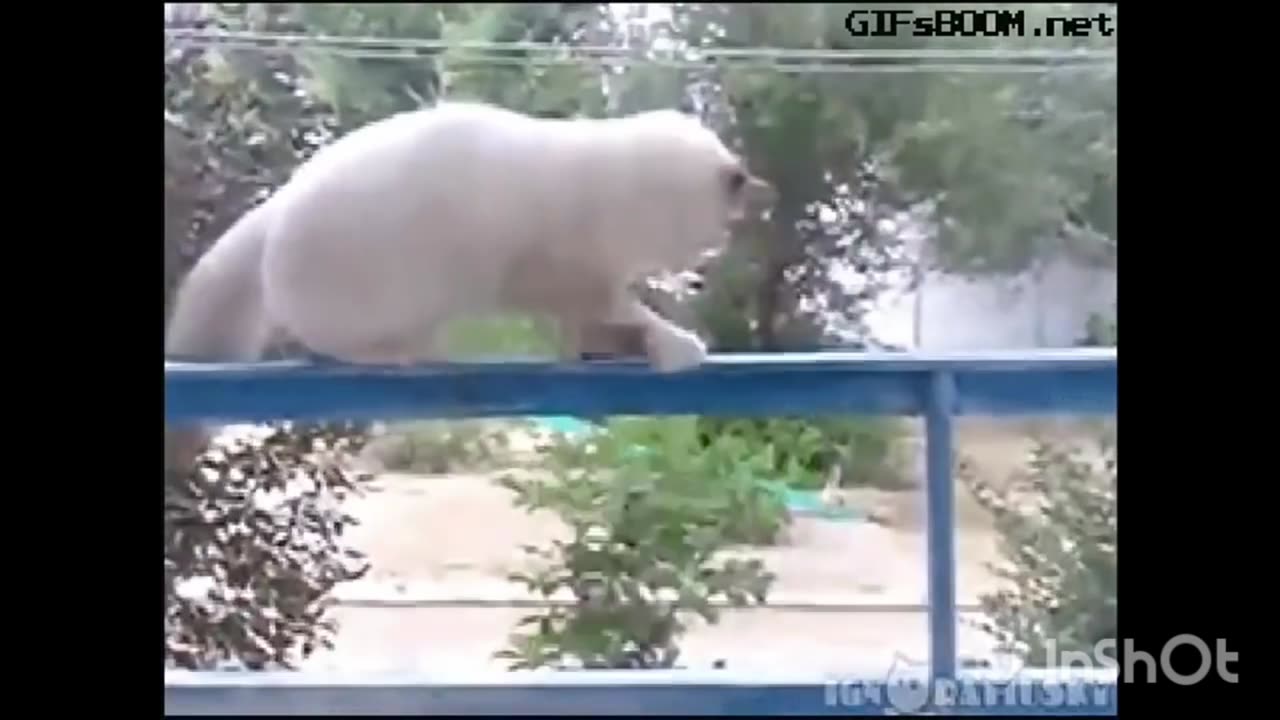 Cat funny video 🤣