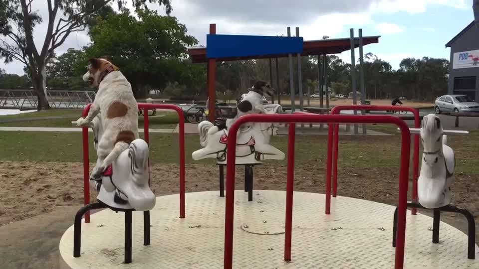 Jack Russell Dogs Enjoy Merry-Go-Round