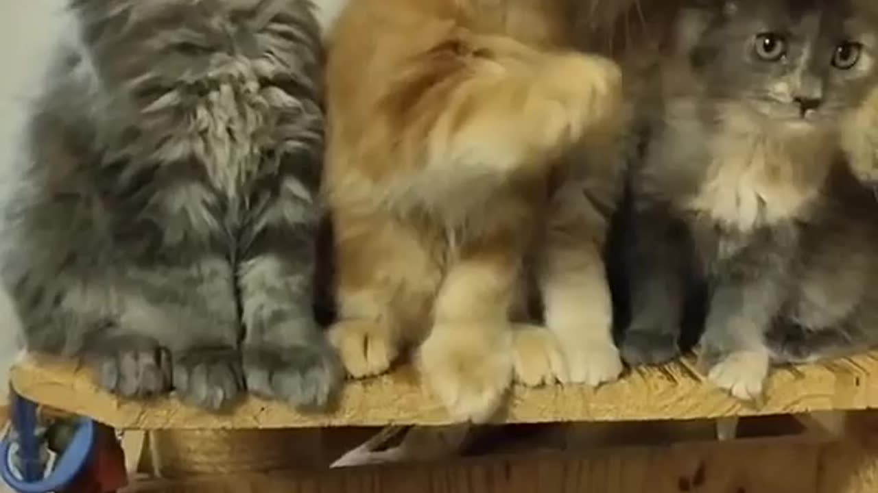 Cat 🐈😺 are doing funny 🤣🤣😀 cat funny video