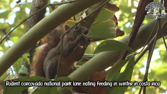 Rodent corcovado national park lone eating feeding in winter in costa rica