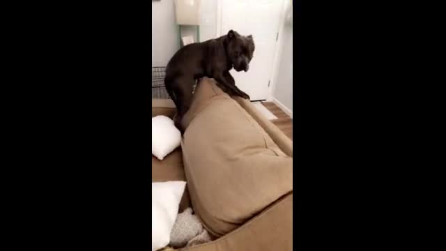 Big Tough Pitbull terrified of a little kitten