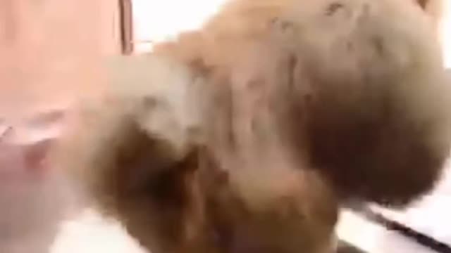 funny animals,
