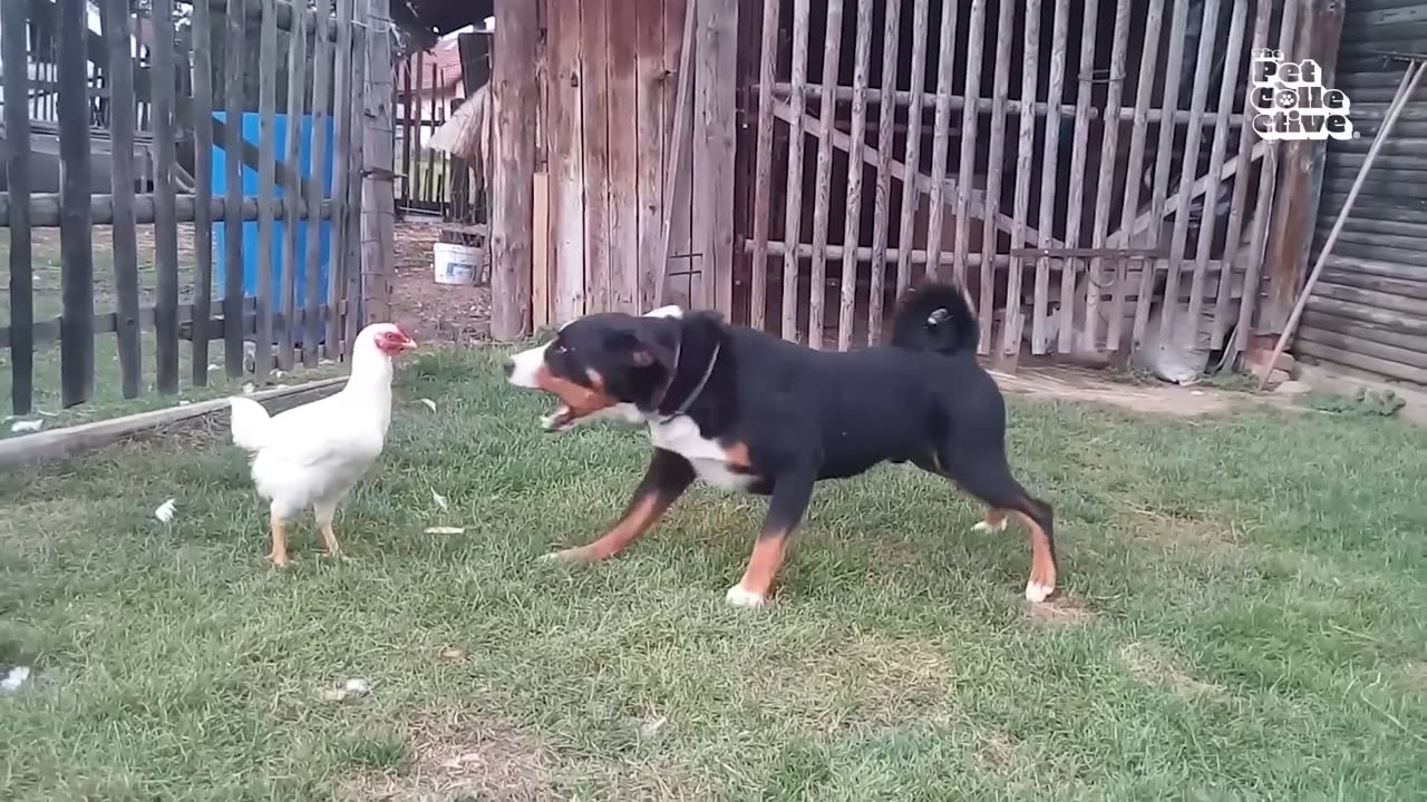 Animal Funny And Comedy Video 😂😂🥳😊😊