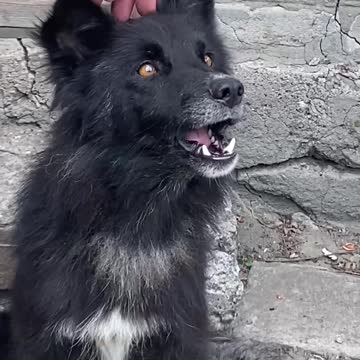 This rescued dog "Fox" spots drones and alerts the Russian side soldiers.