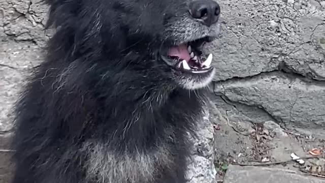 This rescued dog "Fox" spots drones and alerts the Russian side soldiers.