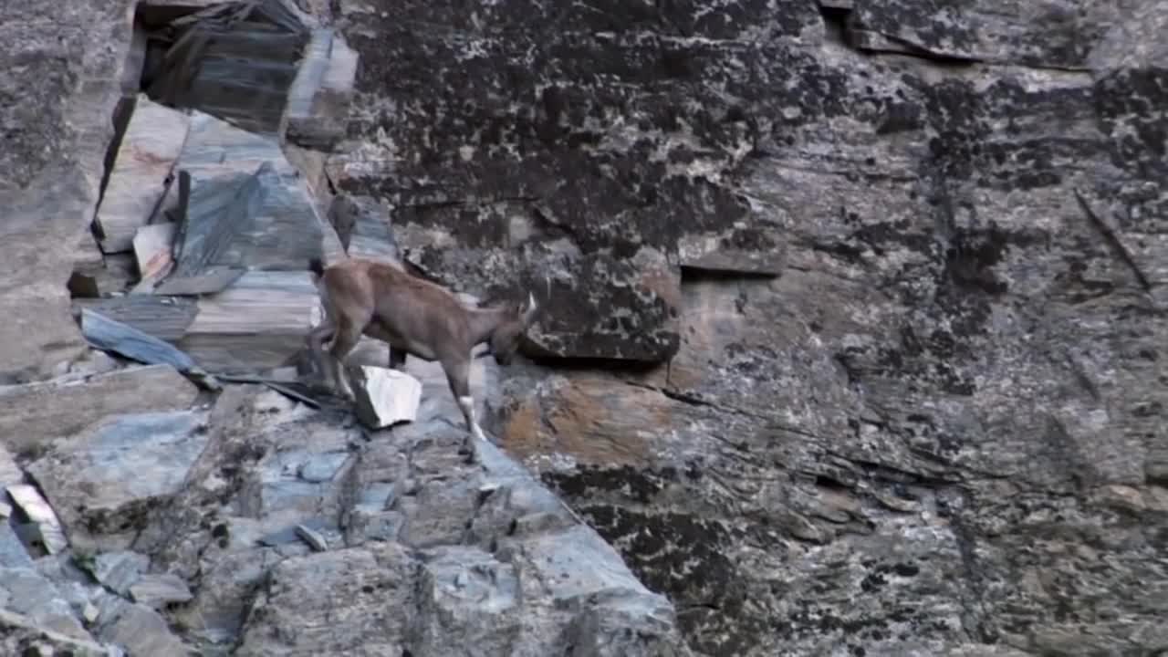 Mountain Goat Tossing Snow Leopard Falls Down From Cliff To Escape - Even The Mighty Can Falter-3