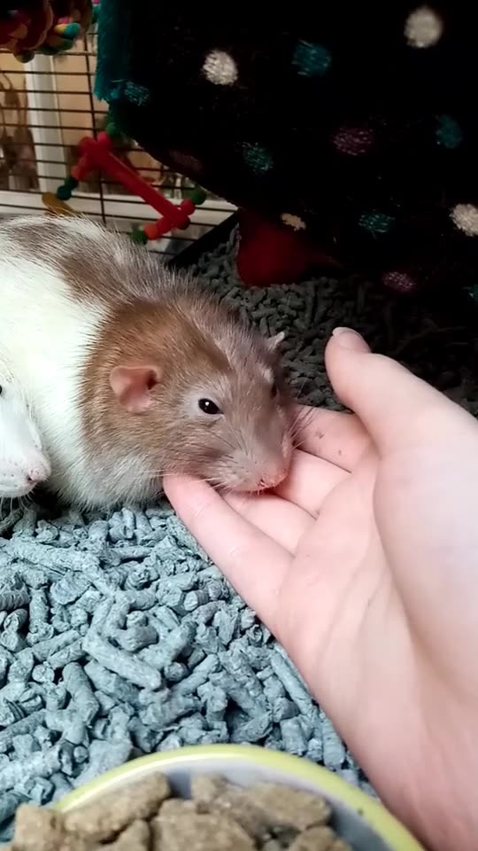 A cute little animalcute