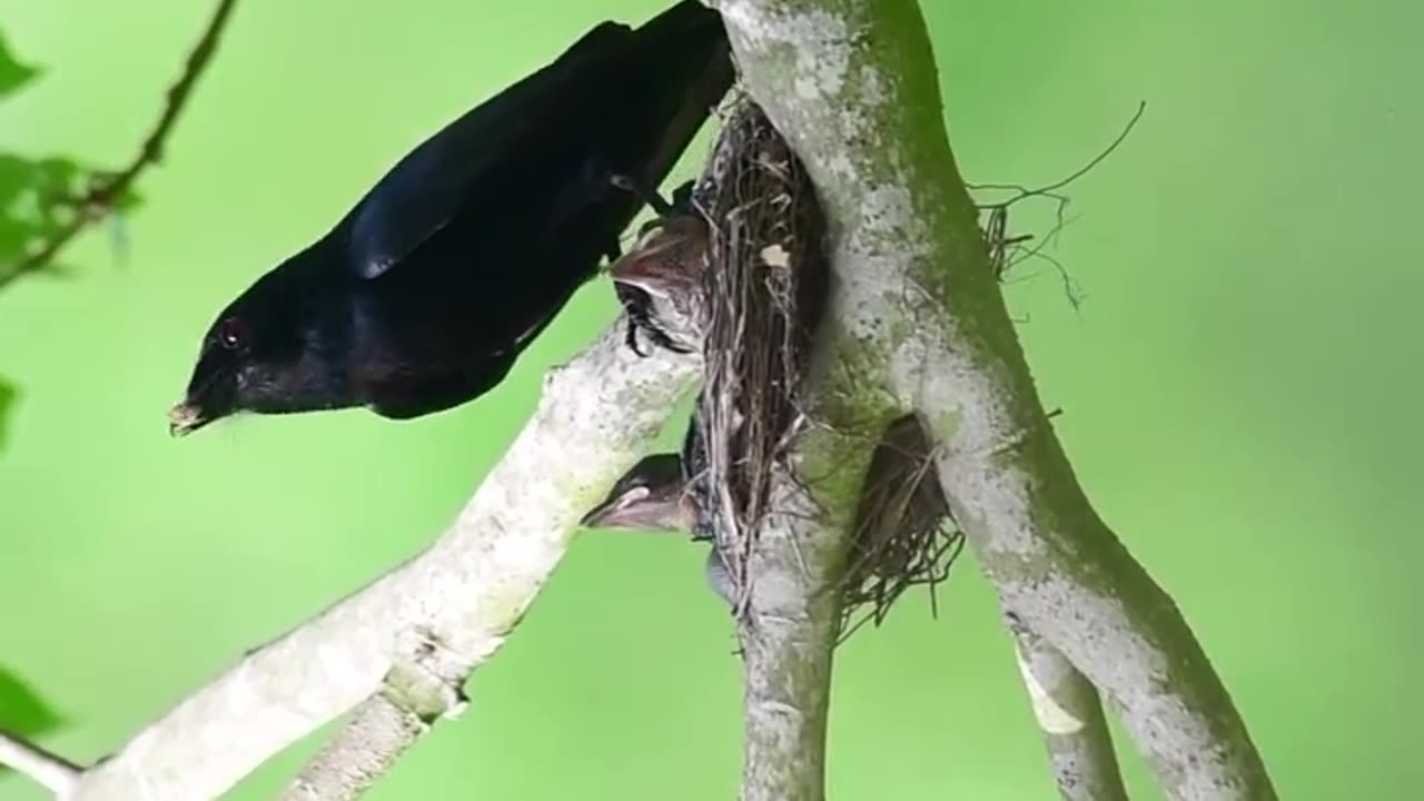 Birds nest baby feeding.