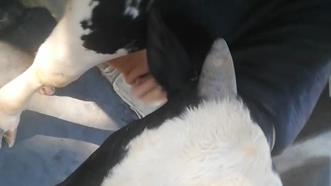 big cow