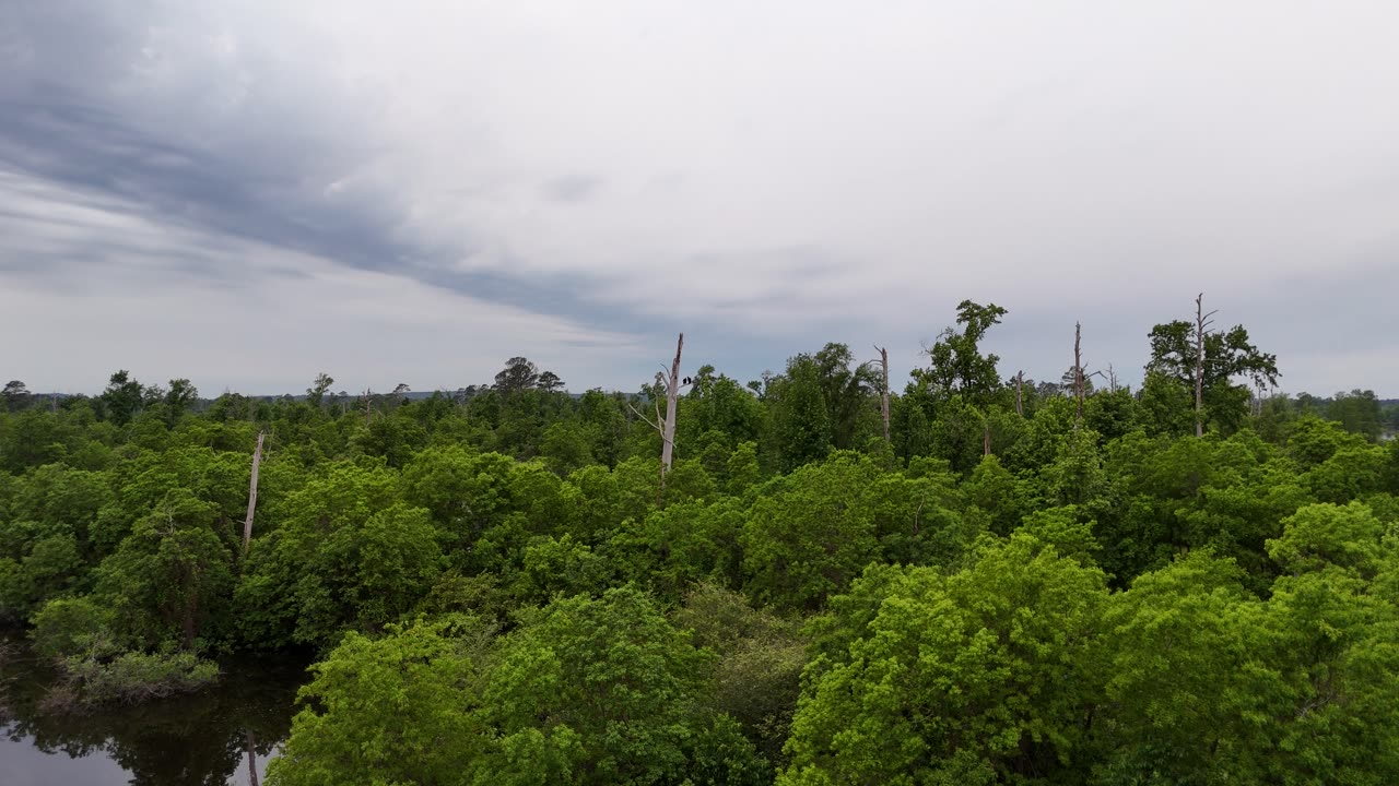 DJI Air 3 Sights Buzzards
