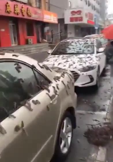 Σκουλήκια στο Πεκίνο