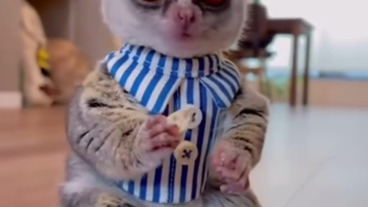Cute Funny Animal Video for 2023