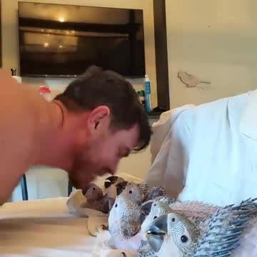 Birds Waiting for Their Turn to Get Kissed by Dad as He