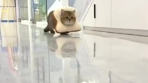 Cute And Funny Cat 🙀 video